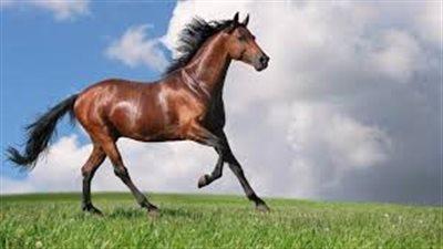 Horse and Pony Care by the Day, Week, Month and Year