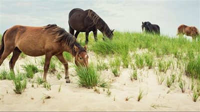 Soaked hay for horses and ponies – when is it worth it?