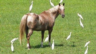 Why does my horse try to eat birds?