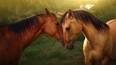 What to do when your horse dies