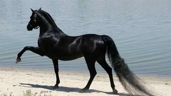 موقع أيام نيوز