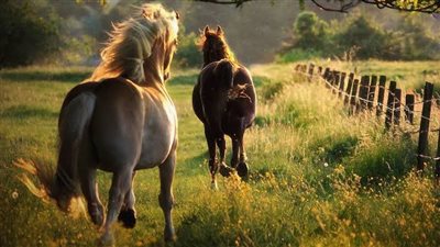Is my horse too hot?