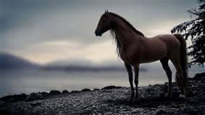 Case Story: Tendon injury in a horse