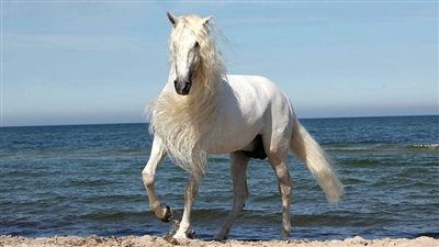 Benefits of Insurance Case Story: Laminitis in a horse