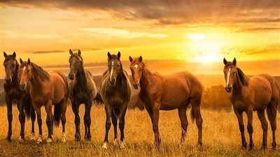 Is radiotherapy available for horses?