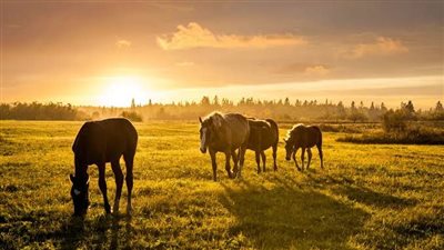 Worming Horses in the Spring