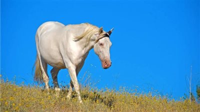 Can a horse break their tongue bone?