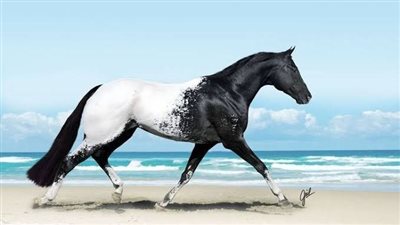 I can only keep one horse, how can I keep him happy