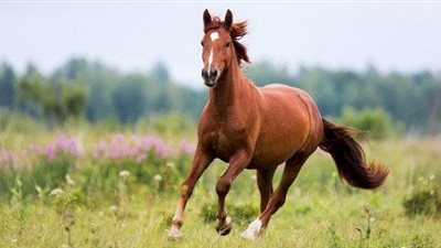 How to treat mud fever in horses?