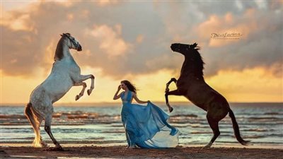 Visual Poetry: Embarking on a Journey into the Exquisite Beauty of Rare Horse Breeds  ‎