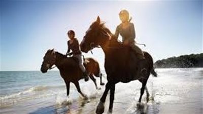 Are there any horses who don’t need passports?