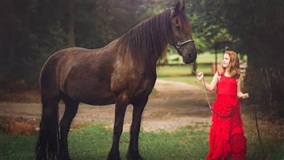 How do I choose a physiotherapist for my horse?