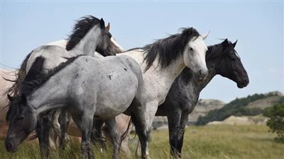 Why does my horse have diarrhoea?
