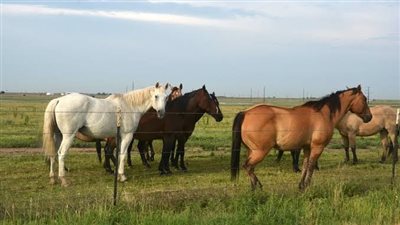Is there rehabilitation for horses after serious injuries?