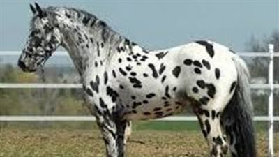 Can I catch diseases from my horse?