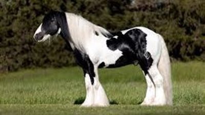 ways to treat sweet itch in horses