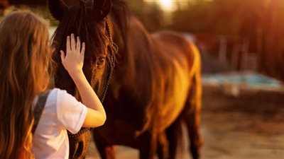 Is shockwave therapy for horses worth it?