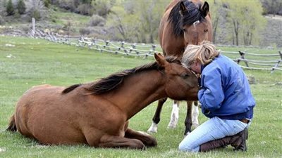 Why might horses need hydrotherapy