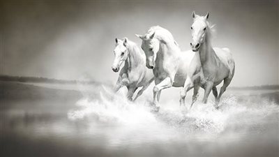What are the options for treating broken legs in horses?