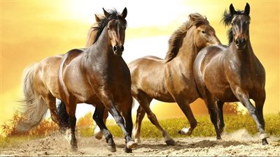 How are horses put down?