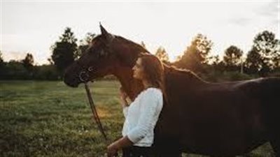 Horse Welfare: The importance of the 3 Fs