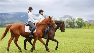  Horses and money – is it really either/or?