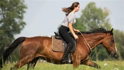 The Kinder Cut – Castration of horses