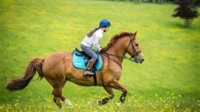 Looking after the Older Horse