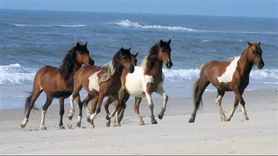 Tooth Care for Horses