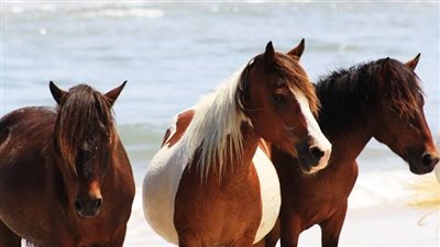 ?  Equine influenza, is vaccination really necessary?