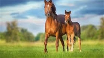 How to Care for Your New Foal