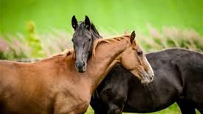 How to Check Your Horse’s Vital Signs