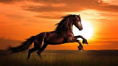 How to Engage Your Horse’s Hind Legs