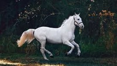Osteoarthritis of the Equine TMJ