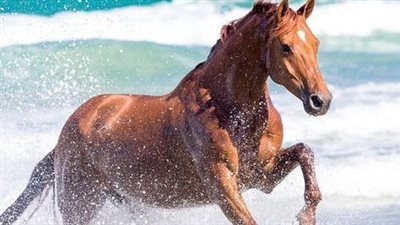 Understanding the Confused Horse
