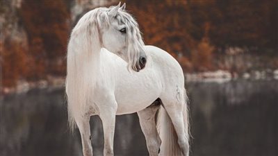 Fit for Dressage: The Case for Grace and Lightness