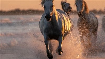 Let’s Talk MUD on the Horse Farm