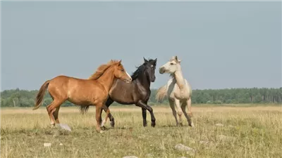 So You Think You Bought the Wrong Horse?