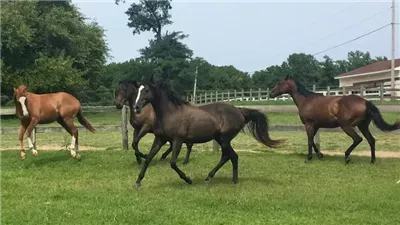 What Is Posting on a Horse? How to Do It and Helpful Hints