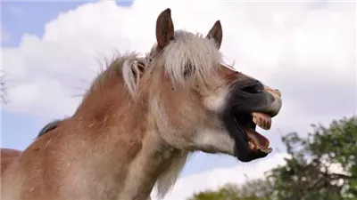How to Stop a Horse From Biting (Nipping It in the Bud)