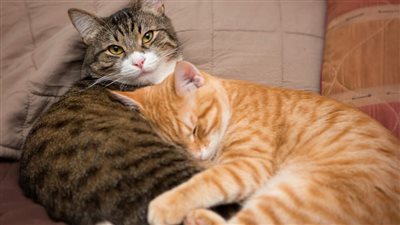 EASY STEPS TO HELP YOUR CATS GET ALONG
