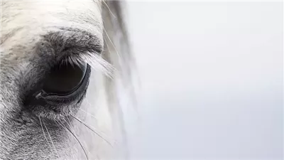 Eye Infections in Horses