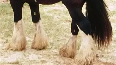 4 Health Issues Found in Draft Horses