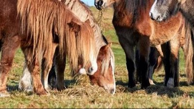 What to feed your horse
