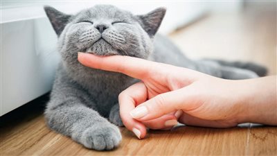 HOW TO PET A CAT