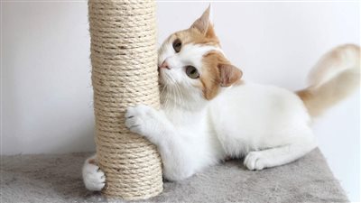 WHY IS MY CAT SCRATCHING?