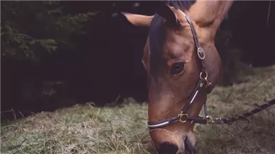 Why a Horse Slobbers After Eating Clover, and What to Do