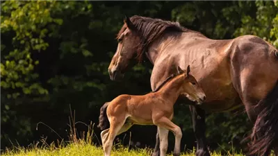 Stages of Pregnancy in a Mare and Foal Birth