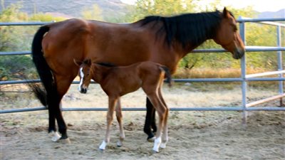 The Essential Foaling Kit for the First-Time Mare Owner