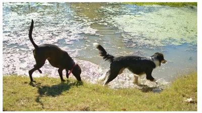 How to Protect Your Dog from Blue-Green Algae This Summer